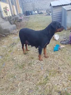1-3 months Male Purebred Rottweiler