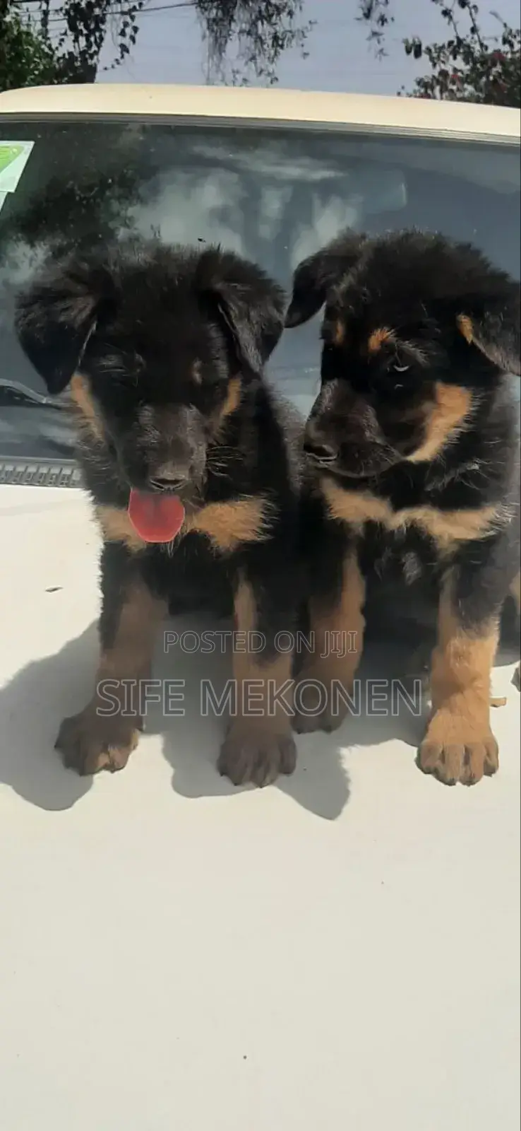 1-3 months Male Purebred German Shepherd