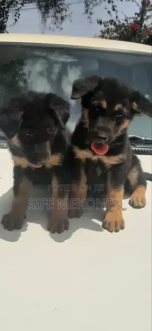 Photo - 1-3 months Male Purebred German Shepherd