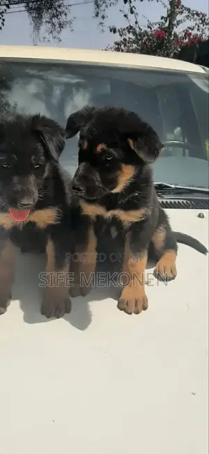 1-3 months Male Purebred German Shepherd