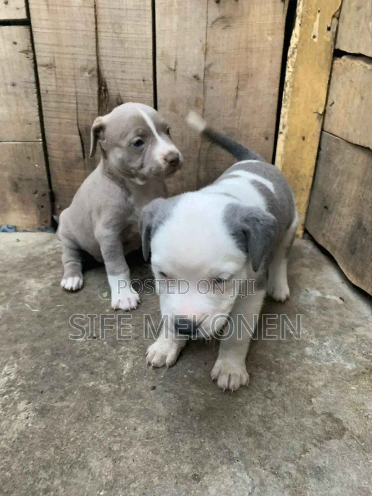1-3 months Male Purebred American Pit Bull Terrier