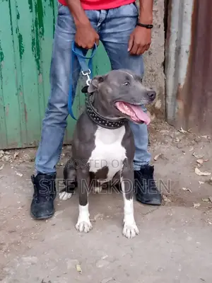 1-3 months Male Purebred American Pit Bull Terrier