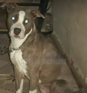 1-3 months Male Purebred American Pit Bull Terrier