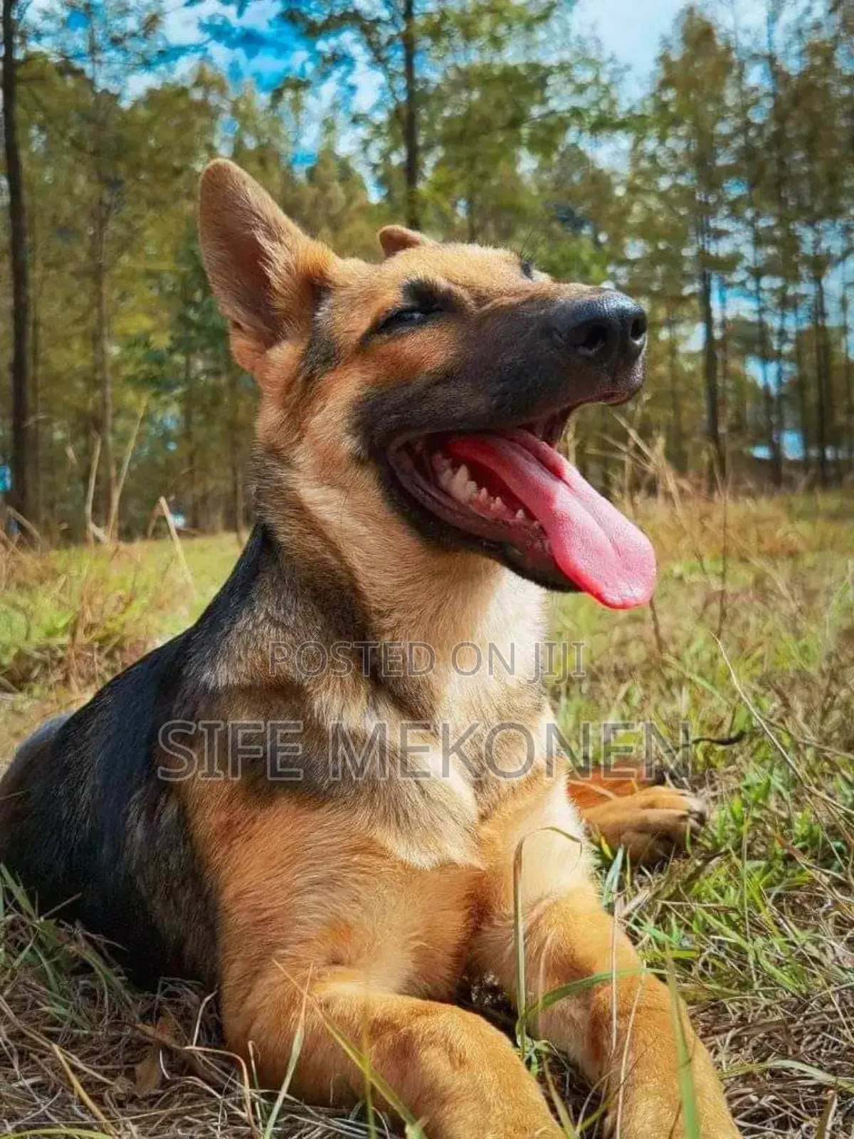 1-3 months Male Purebred German Shepherd