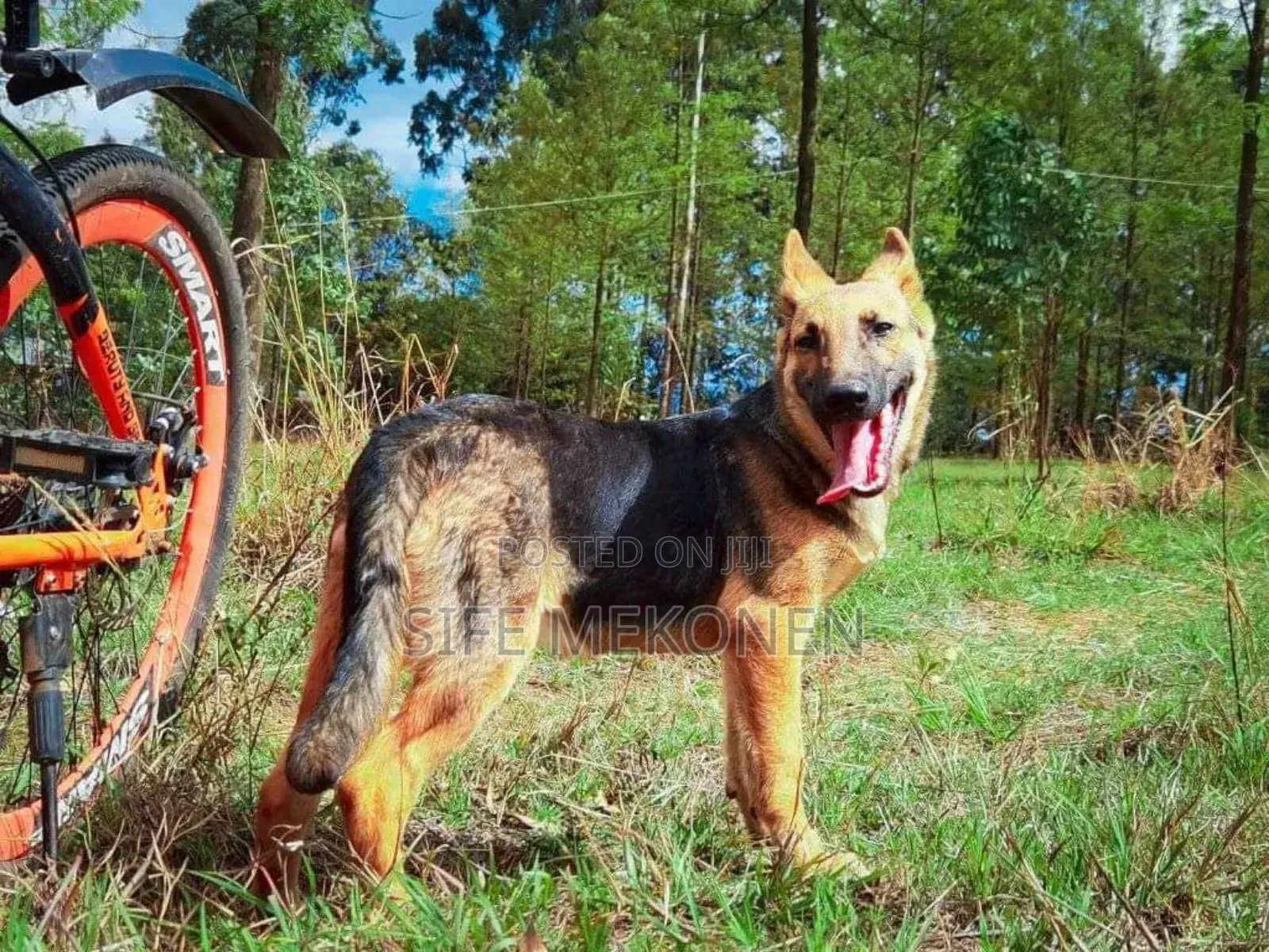 1-3 months Male Purebred German Shepherd