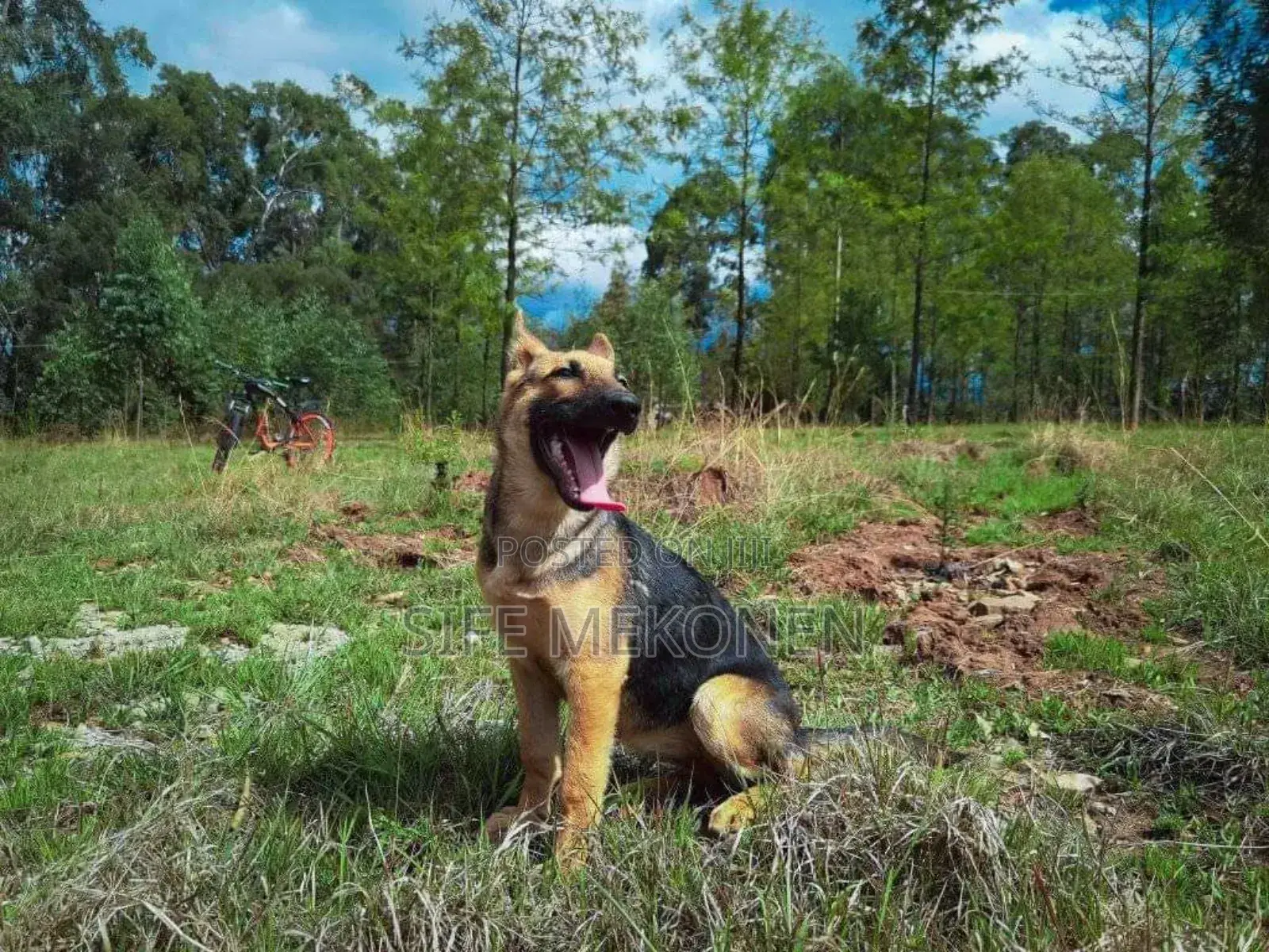 1-3 months Male Purebred German Shepherd