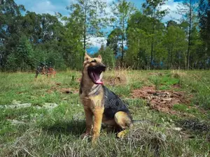 1-3 months Male Purebred German Shepherd