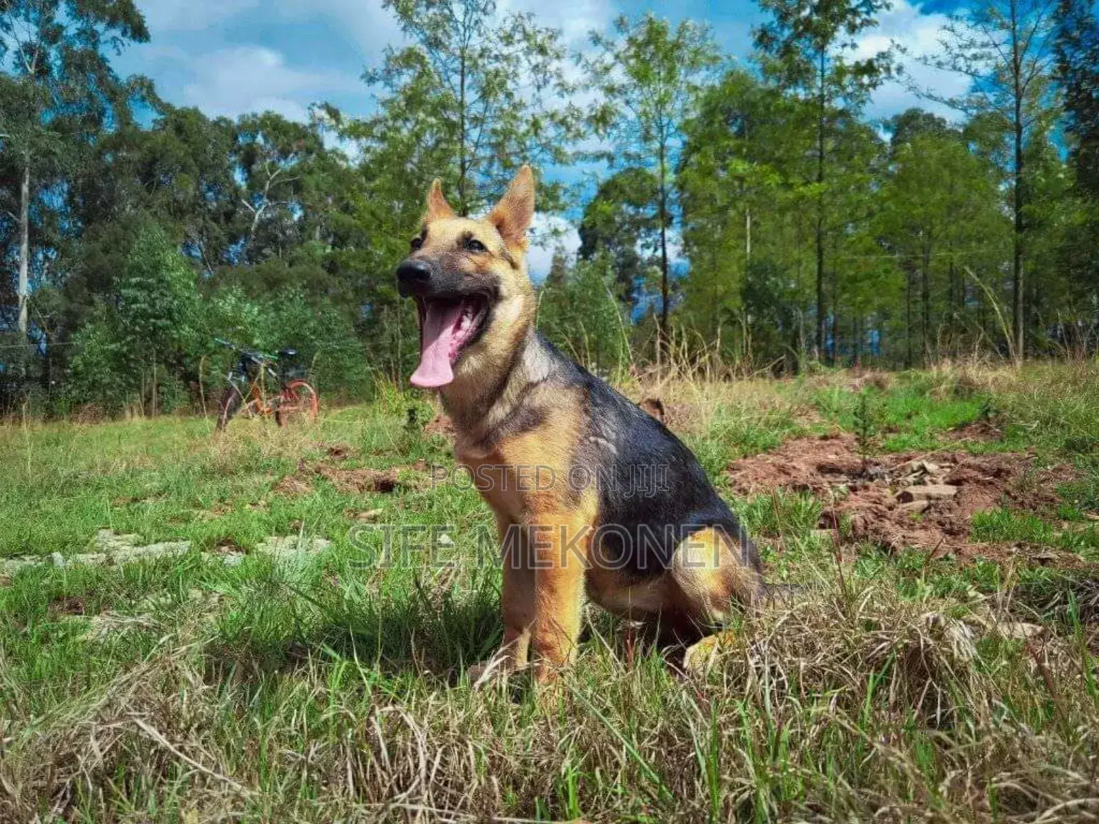 1-3 months Male Purebred German Shepherd