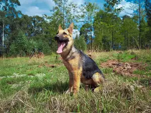 1-3 months Male Purebred German Shepherd