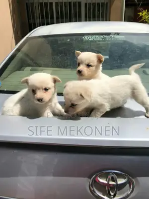 Photo - 1-3 months Male Purebred Maltese