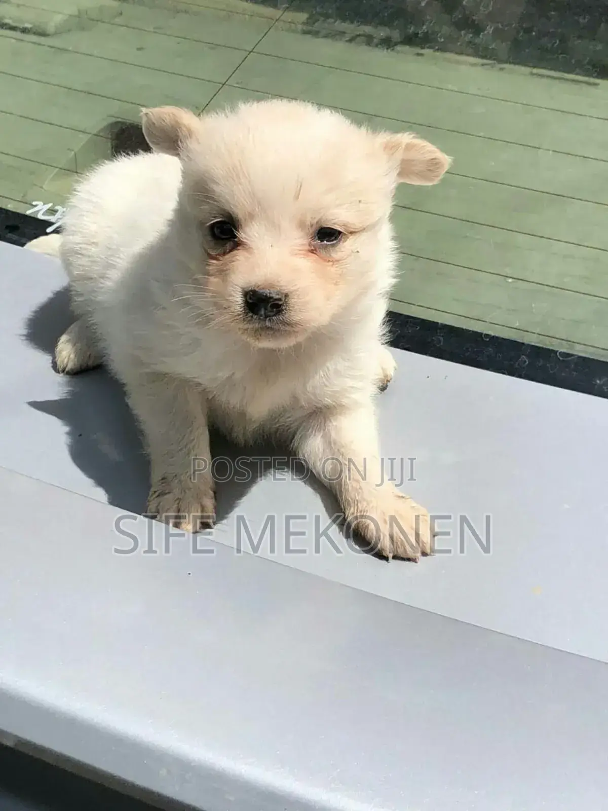 1-3 months Male Purebred Maltese