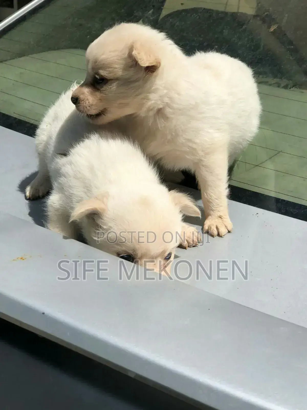 1-3 months Male Purebred Maltese