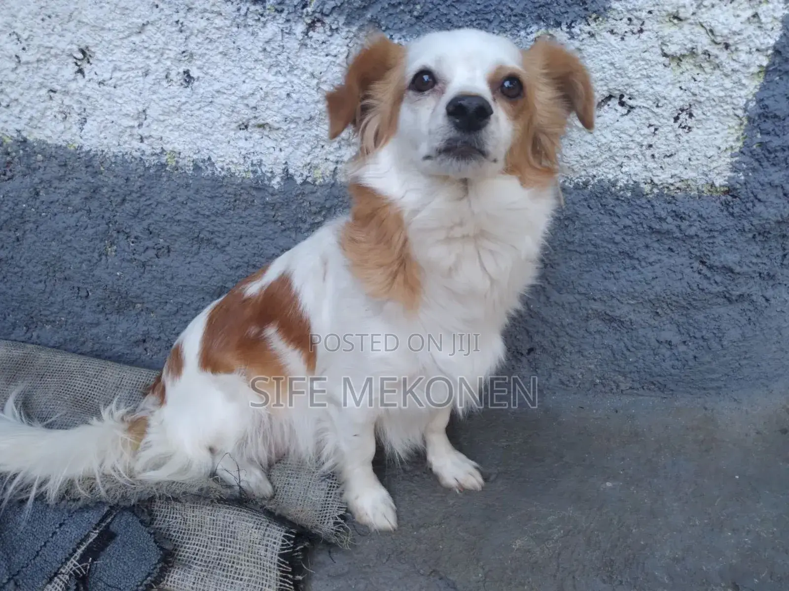 1-3 months Male Purebred Chihuahua