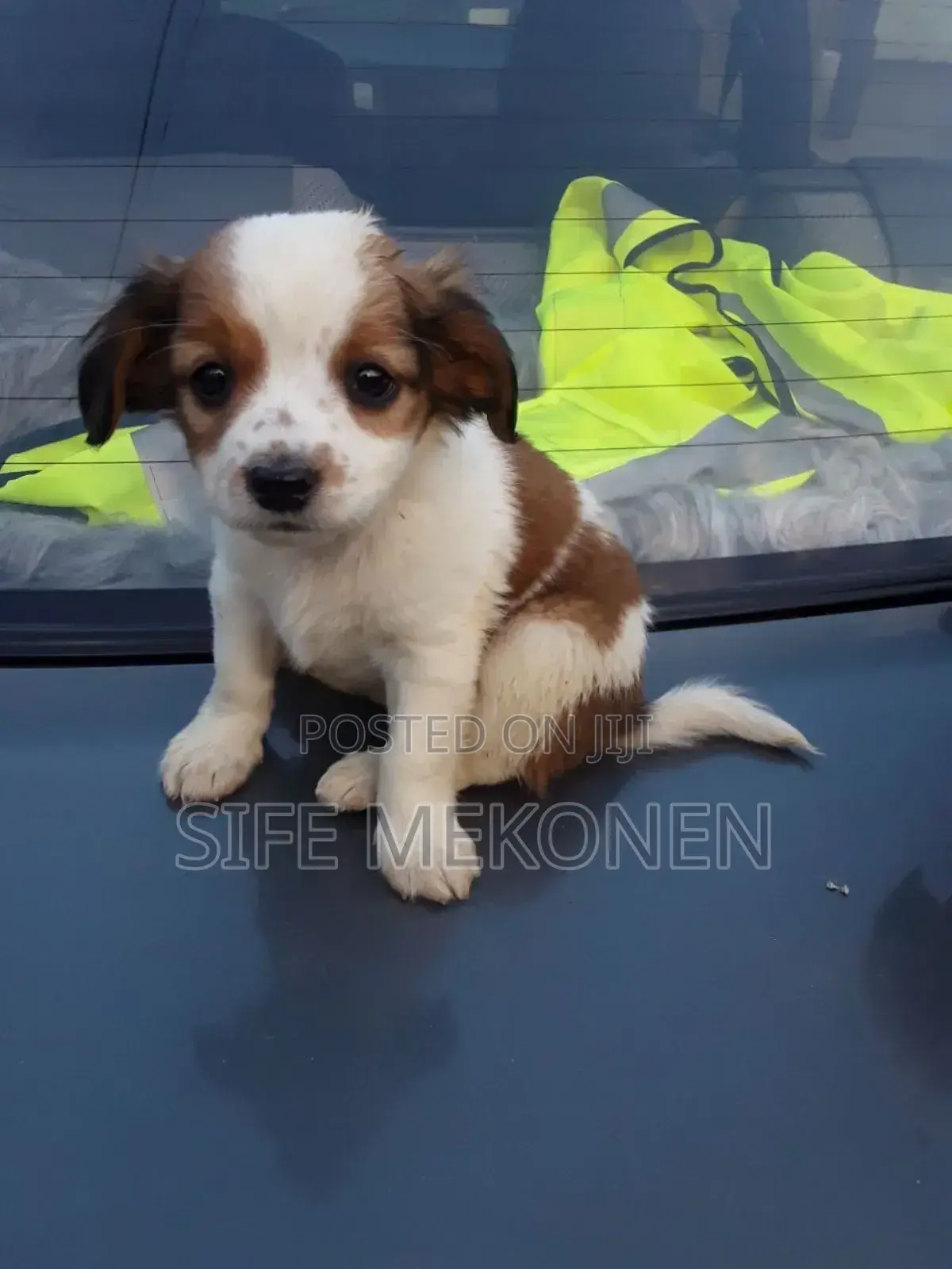 1-3 months Male Purebred Chihuahua