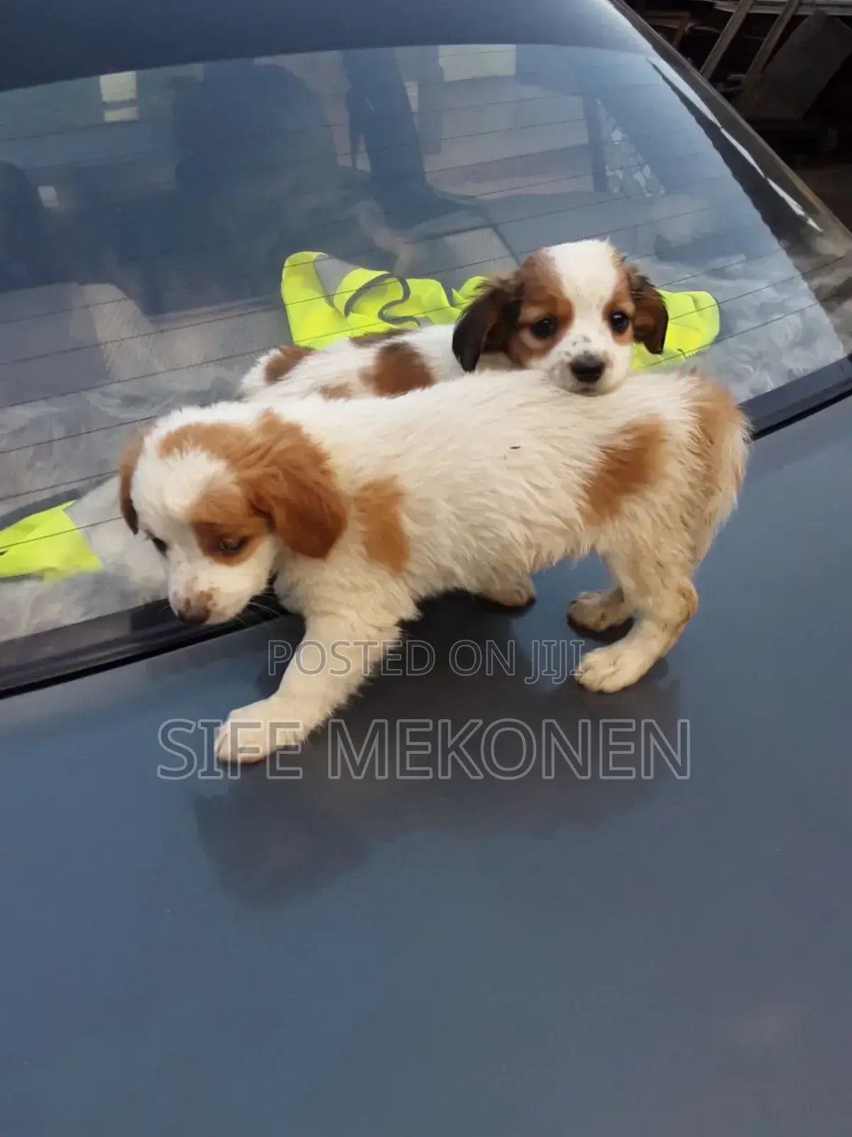 1-3 months Male Purebred Chihuahua