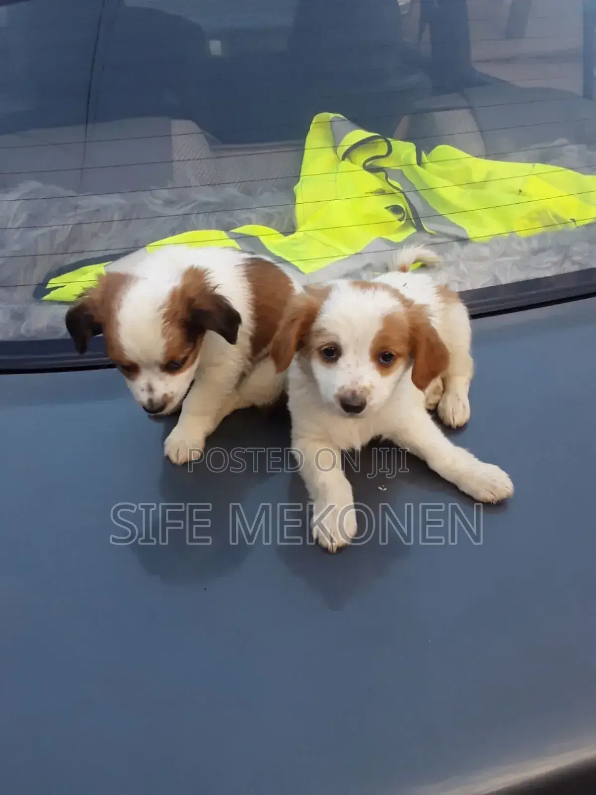 1-3 months Male Purebred Chihuahua