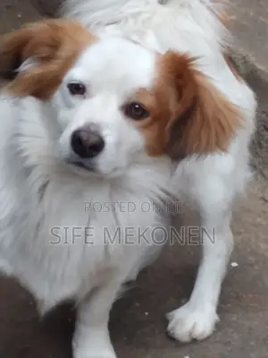 1-3 months Male Purebred Chihuahua