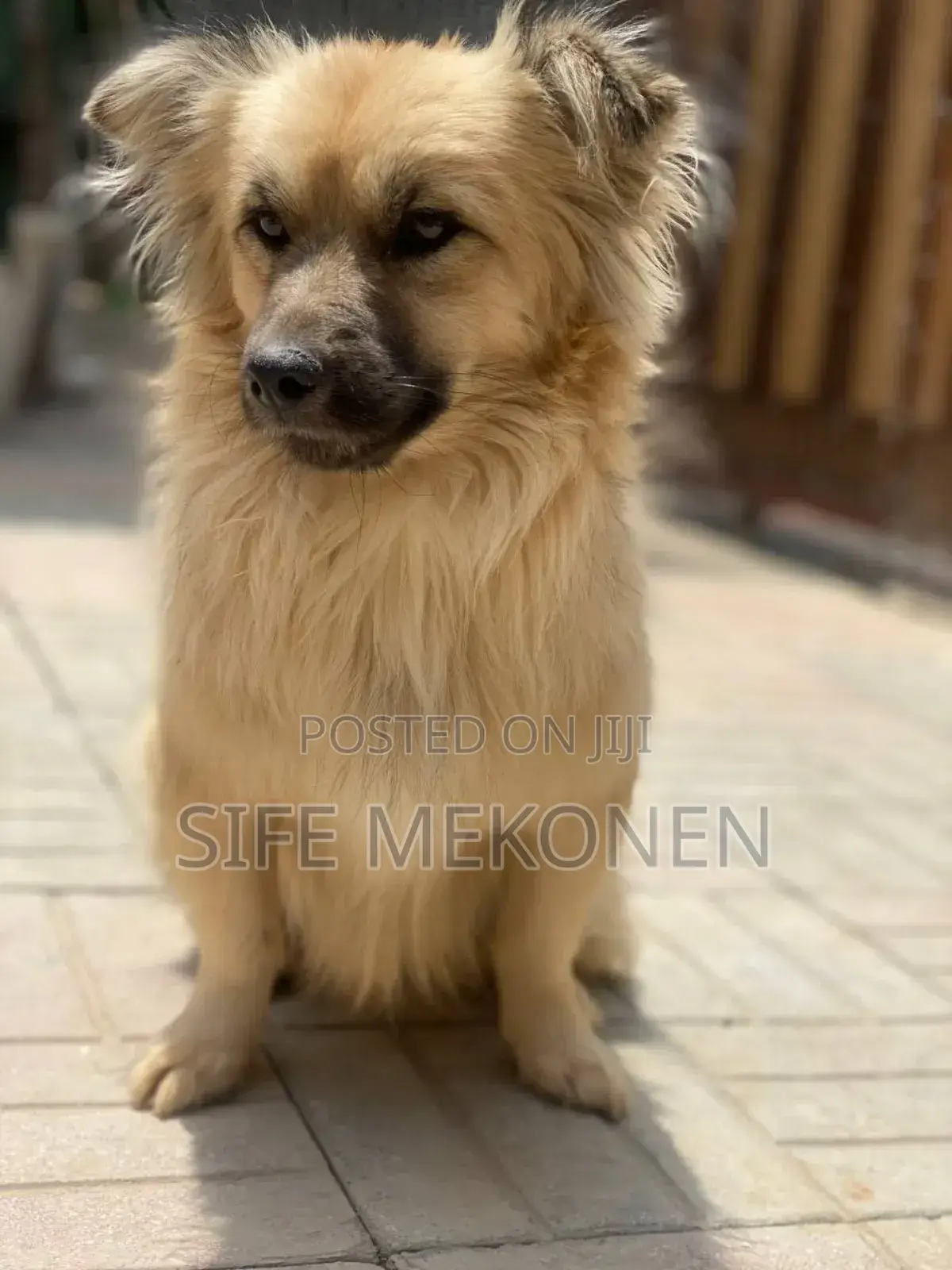 1-3 months Male Purebred Chihuahua