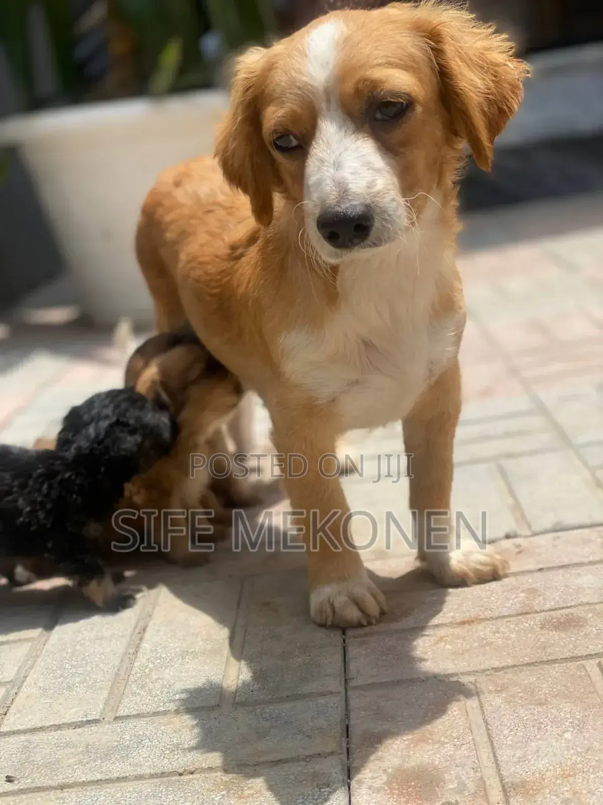 1-3 months Male Purebred Chihuahua