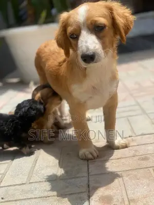 Photo - 1-3 months Male Purebred Chihuahua