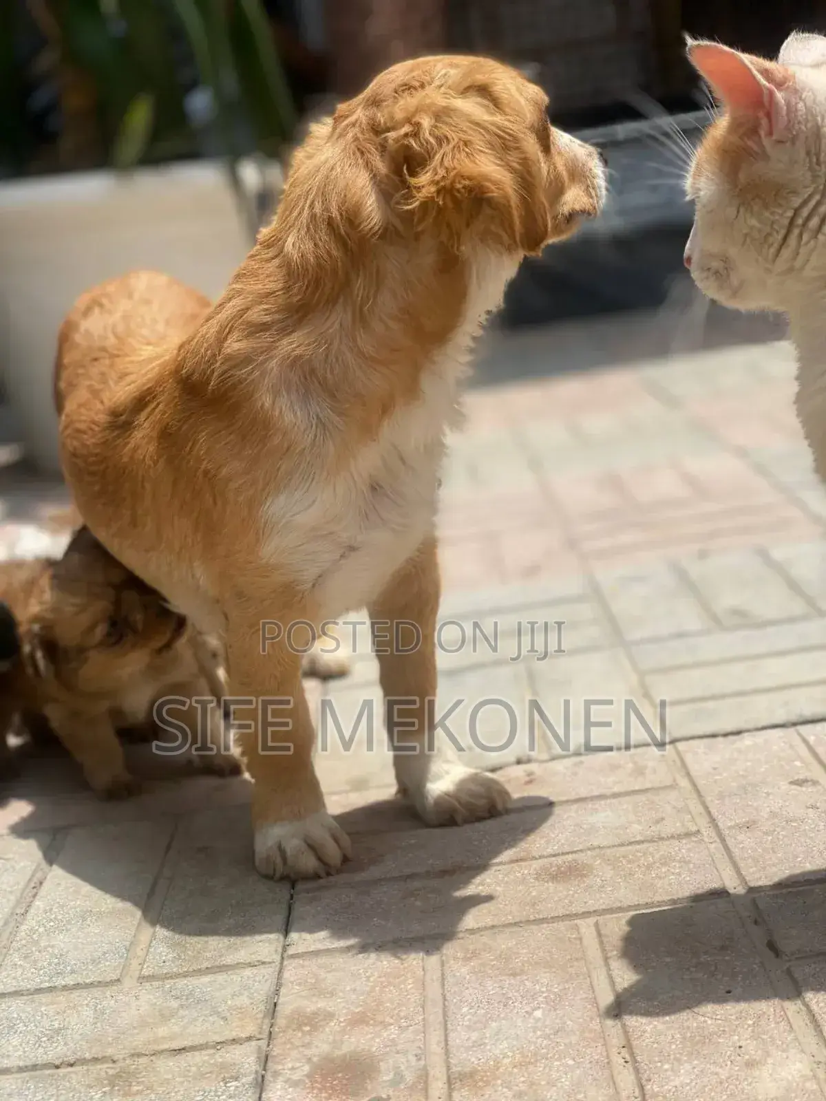 1-3 months Male Purebred Chihuahua