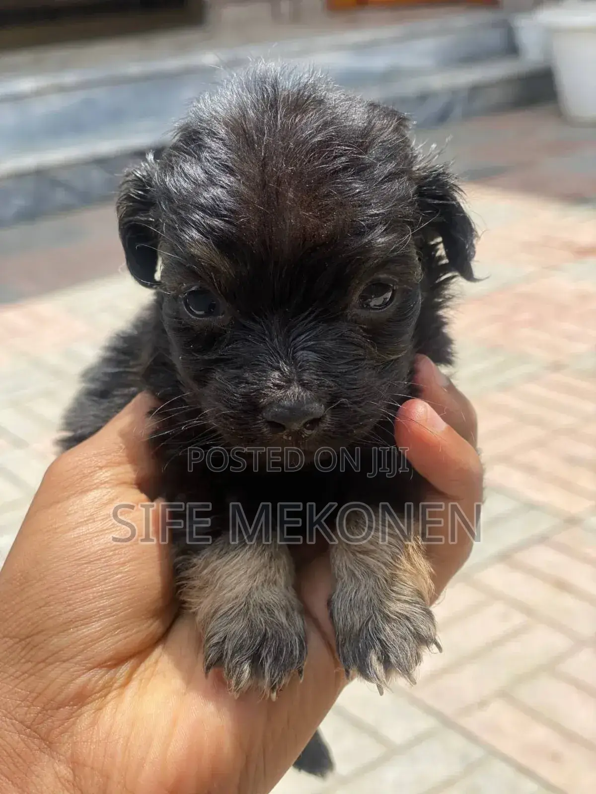 1-3 months Male Purebred Chihuahua