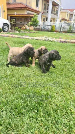 1-3 months Male Purebred Bullmastiff