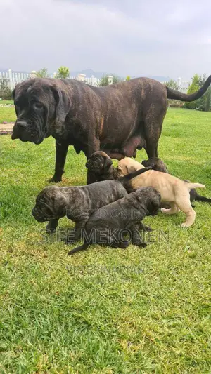 1-3 months Male Purebred Bullmastiff