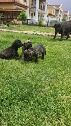 1-3 months Male Purebred Bullmastiff