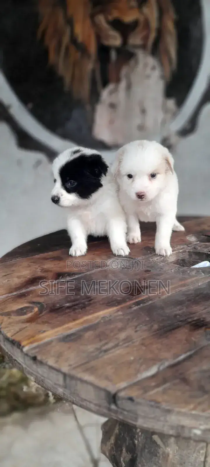1-3 months Female Purebred Maltese