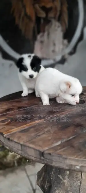 1-3 months Female Purebred Maltese