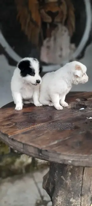 1-3 months Female Purebred Maltese