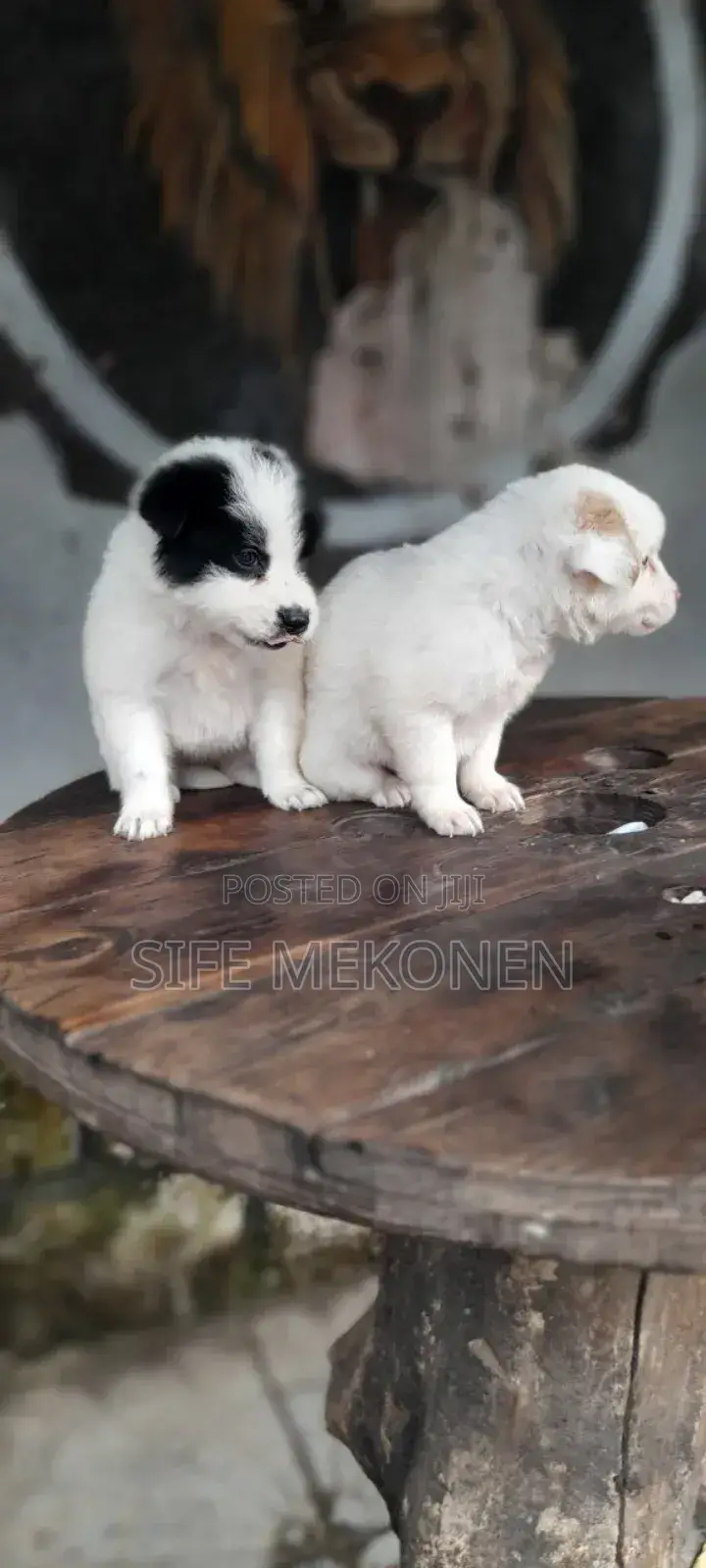 1-3 months Female Purebred Maltese