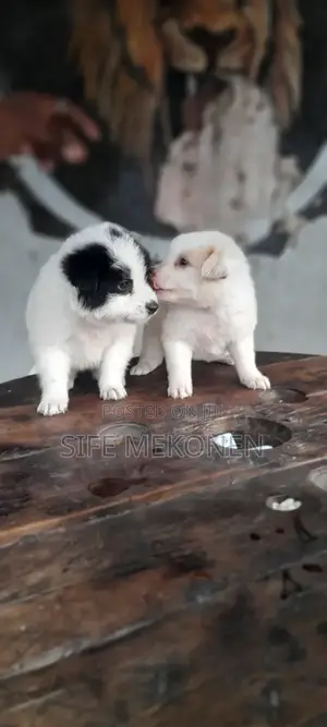 1-3 months Female Purebred Maltese