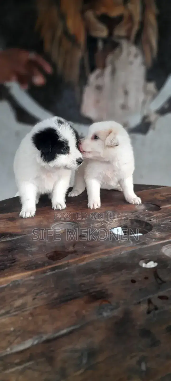 1-3 months Female Purebred Maltese