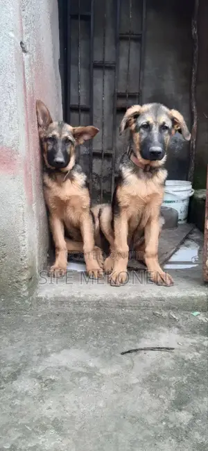 Photo - 1-3 months Male Purebred German Shepherd