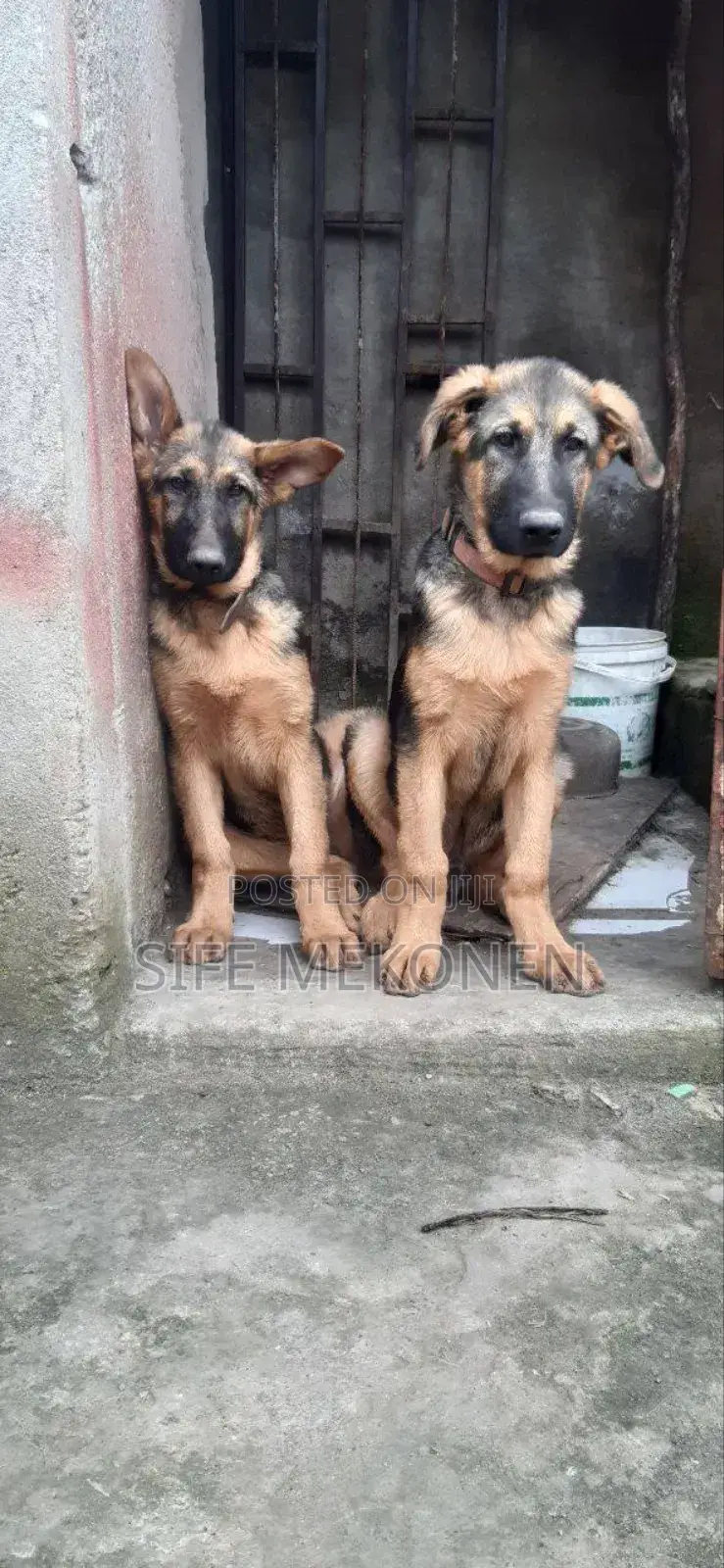 1-3 months Male Purebred German Shepherd