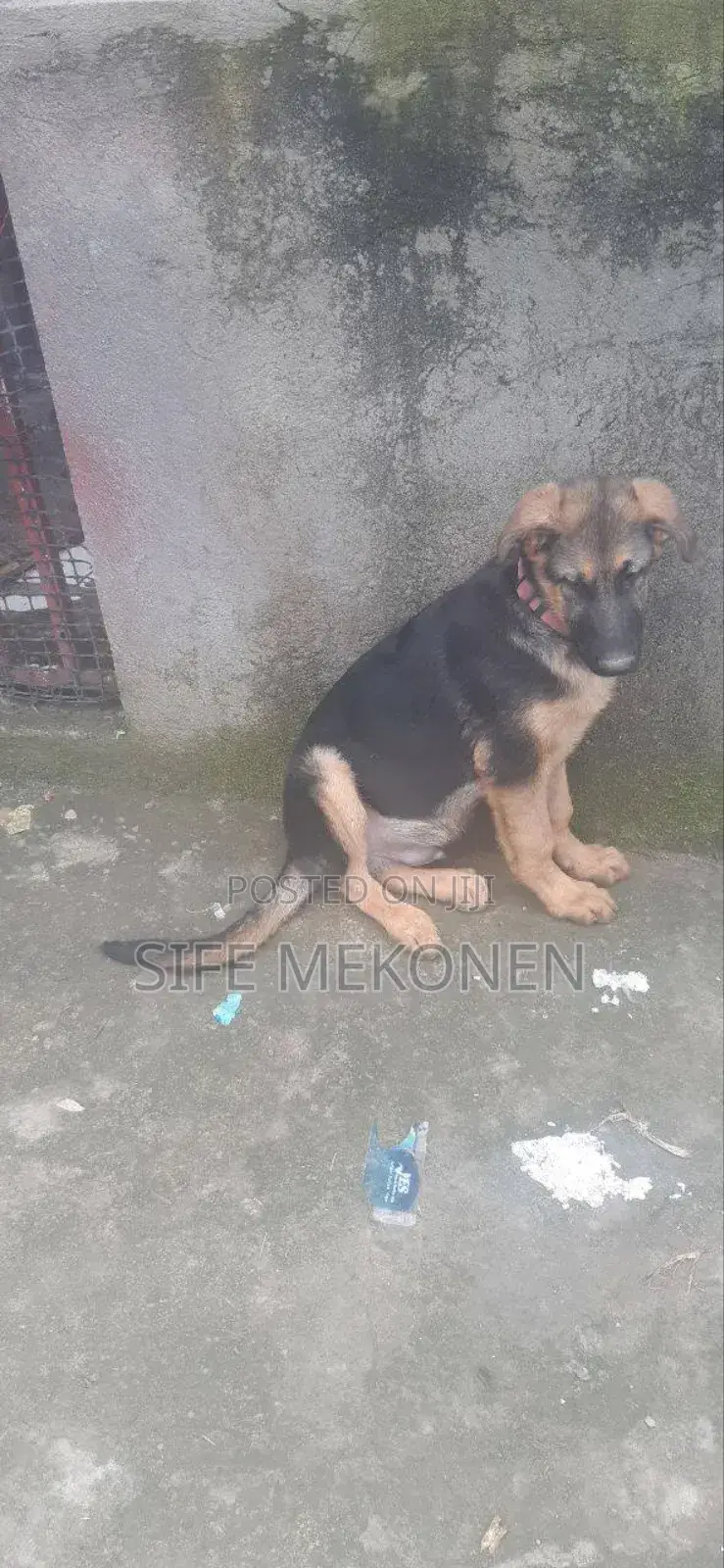 1-3 months Male Purebred German Shepherd