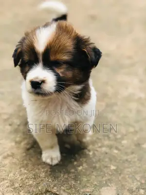 Photo - 1-3 months Male Purebred Maltese