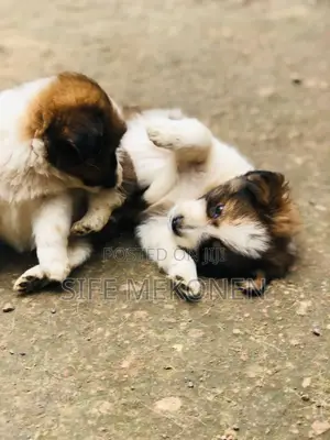 1-3 months Male Purebred Maltese