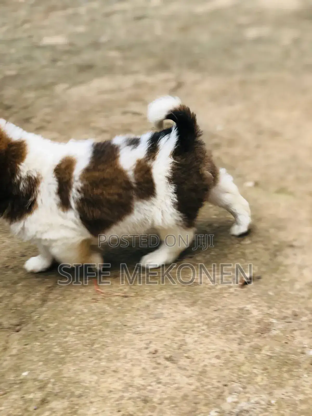 1-3 months Male Purebred Maltese