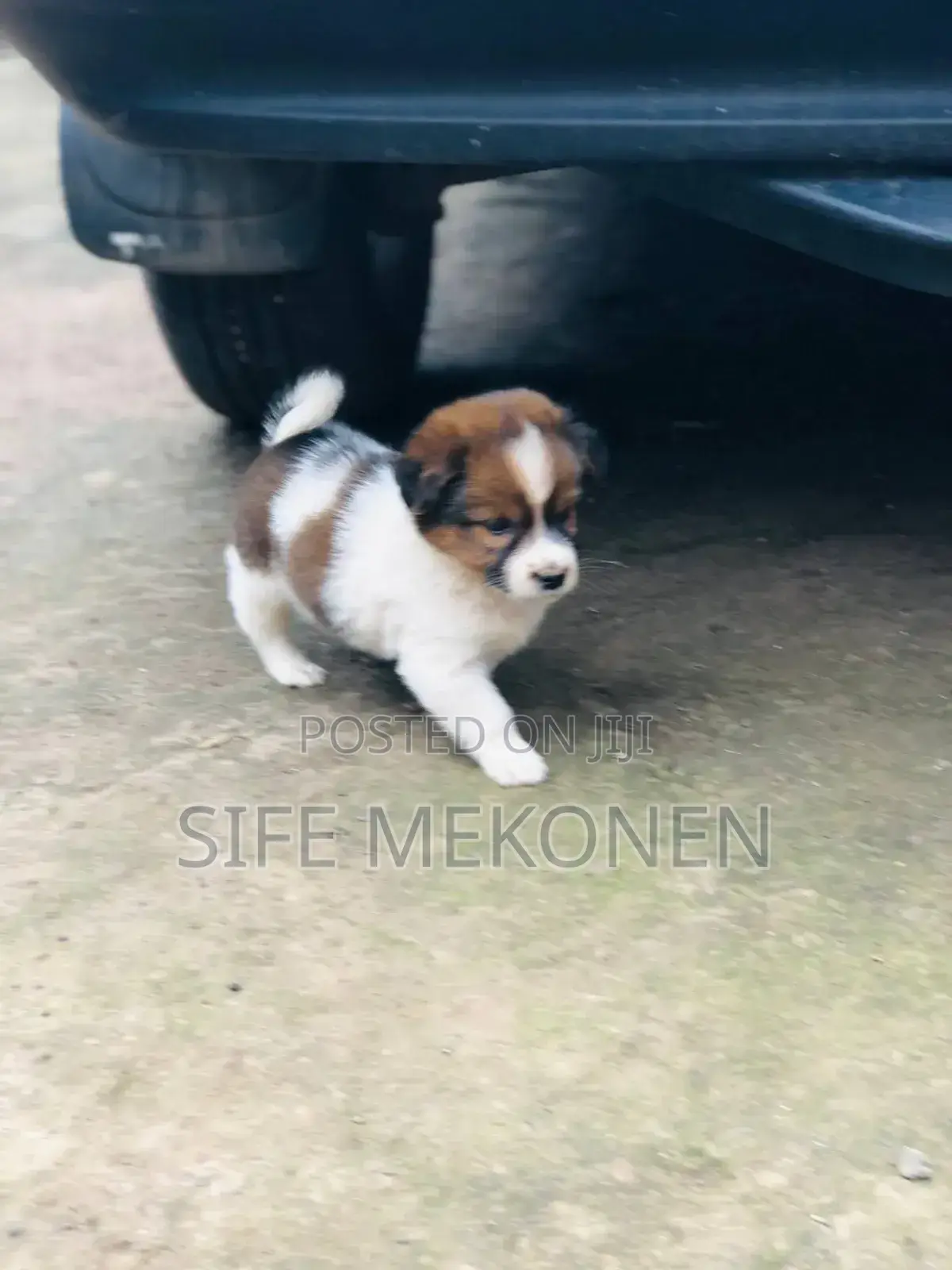 1-3 months Male Purebred Maltese