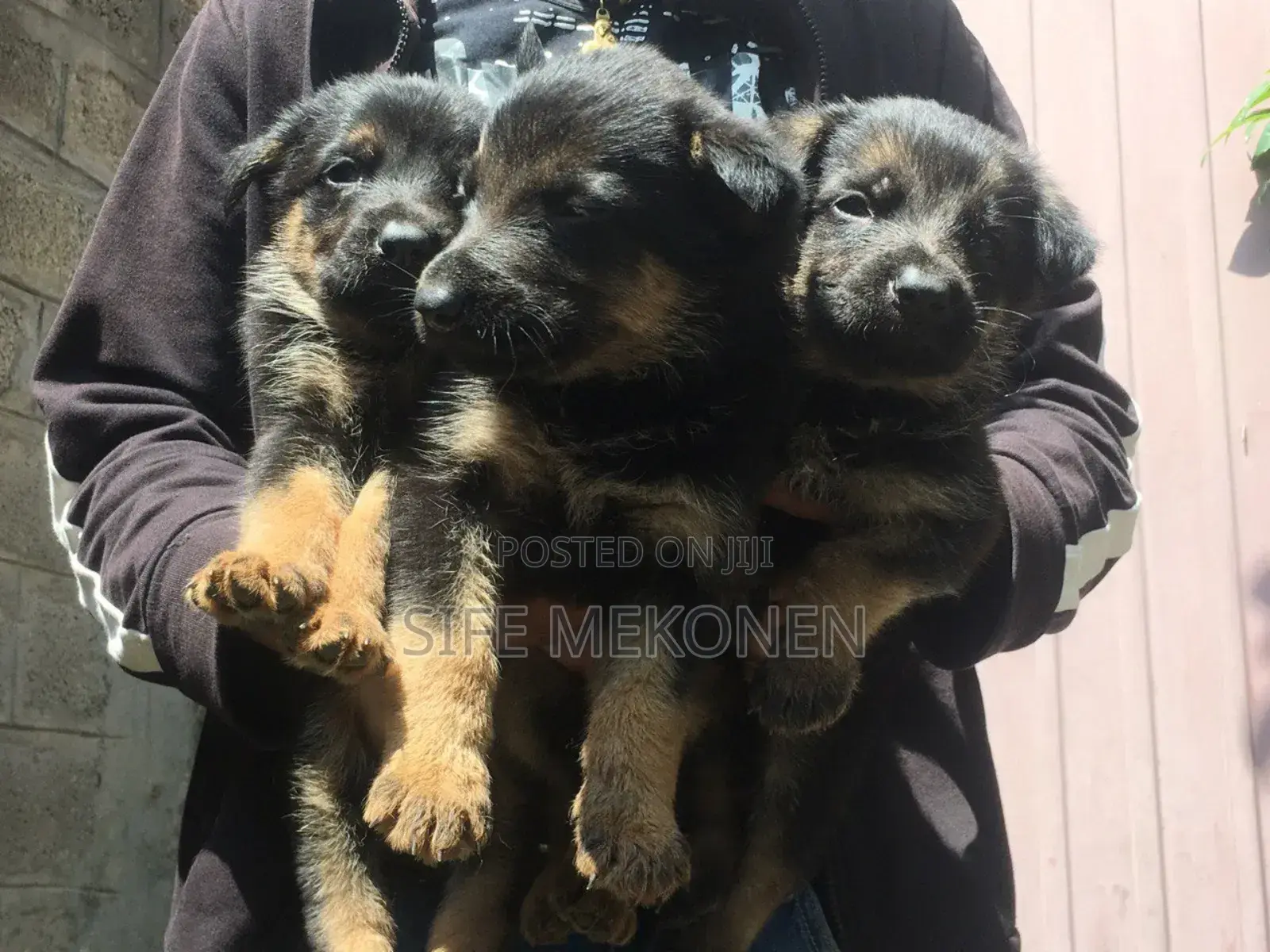 1-3 months Male Purebred German Shepherd