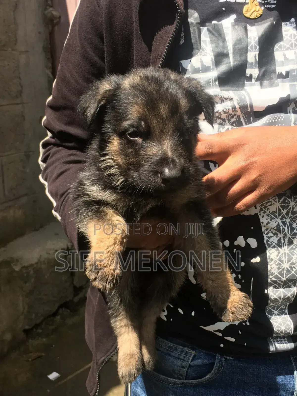 1-3 months Male Purebred German Shepherd