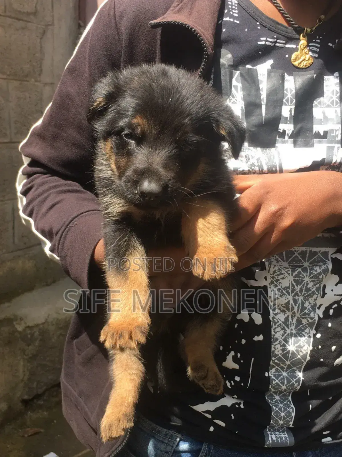 1-3 months Male Purebred German Shepherd