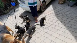 1-3 months Male Purebred German Shepherd