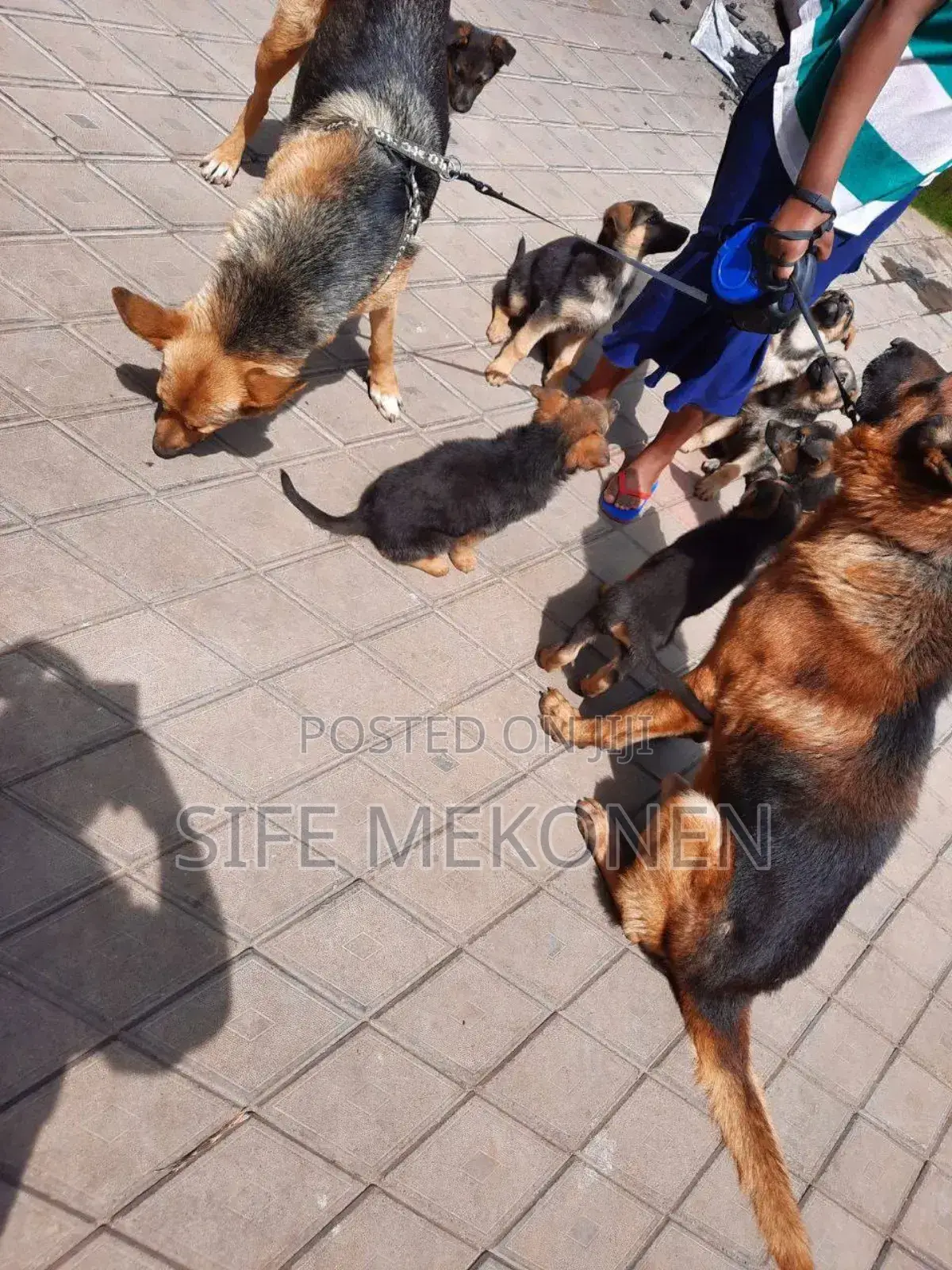 1-3 months Male Purebred German Shepherd