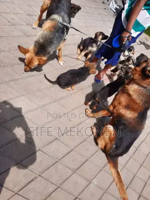 Photo - 1-3 months Male Purebred German Shepherd