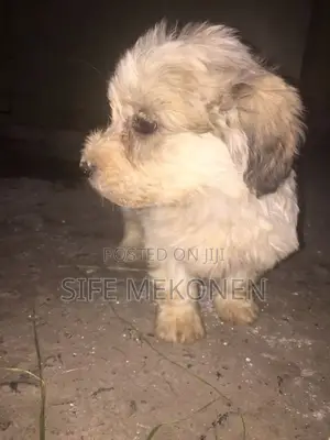 1-3 months Male Purebred Maltese