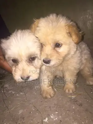 Photo - 1-3 months Male Purebred Maltese